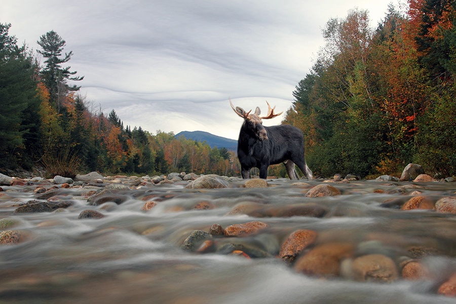A large, antlered moose stands in a shallow, rocky river with fall foliage and mountains in the background.