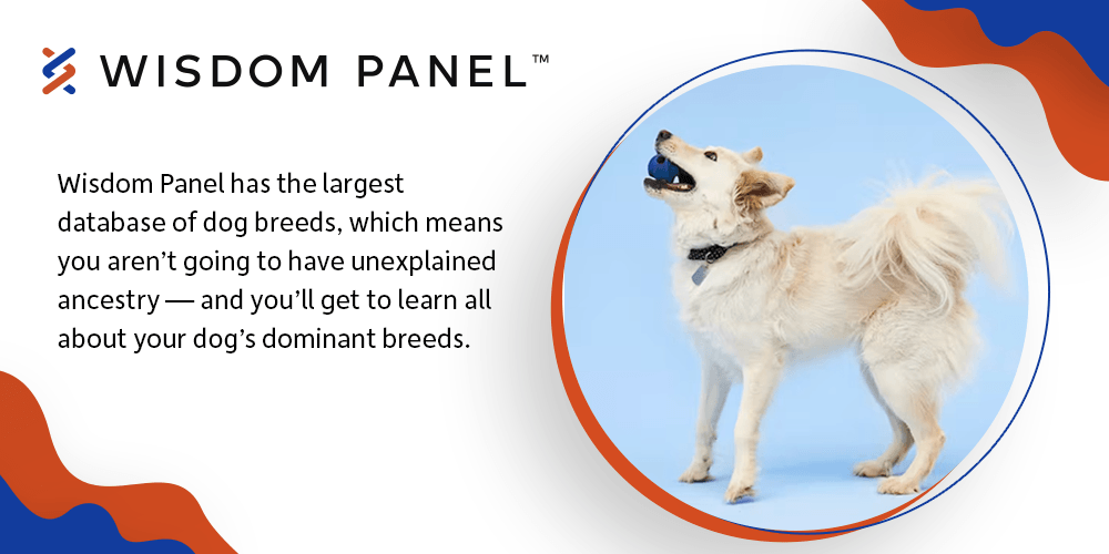 Wisdom panel best sale dog dna test