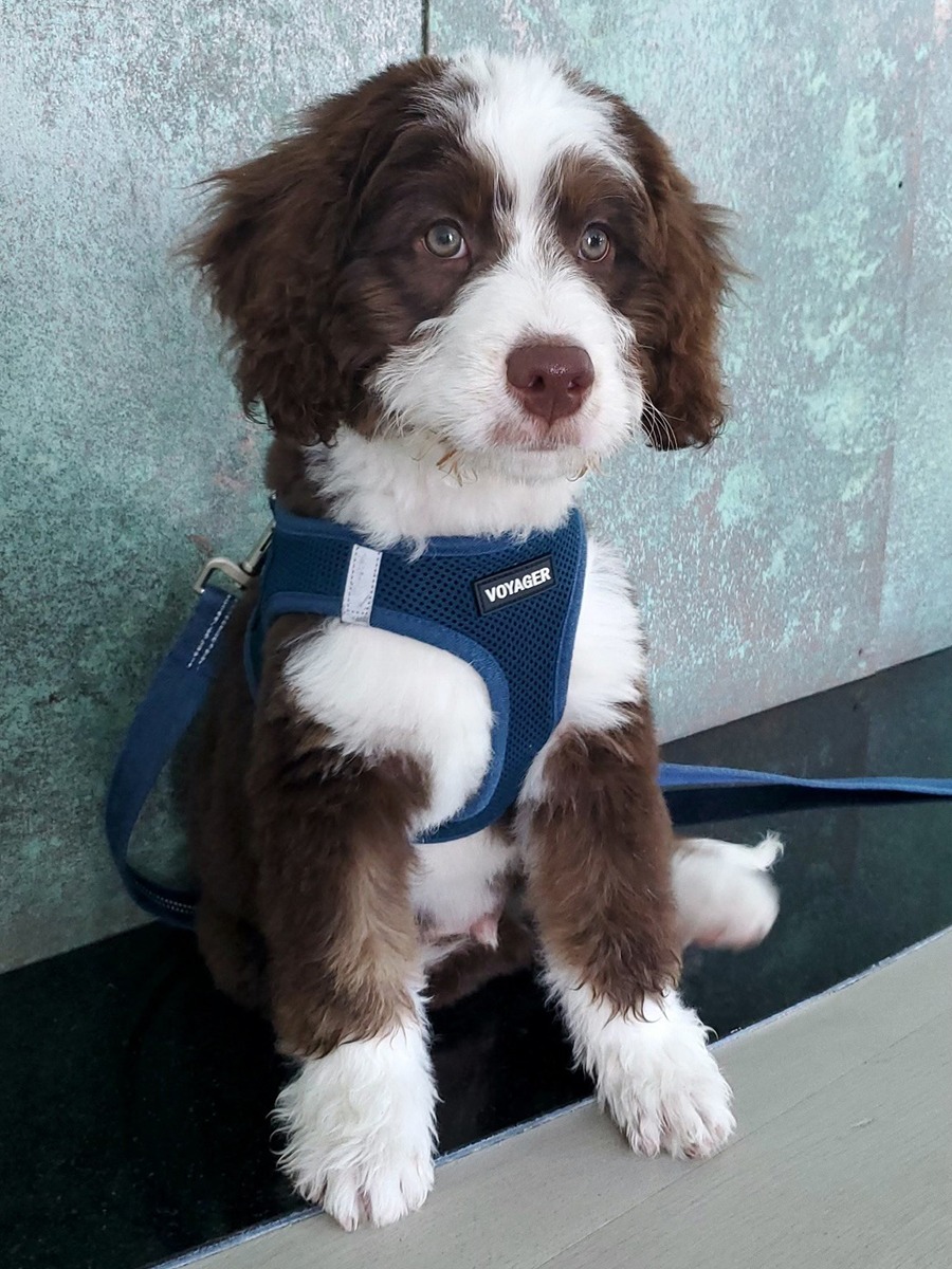 A fluffy white and brown dog sits, wearing a blue harness.