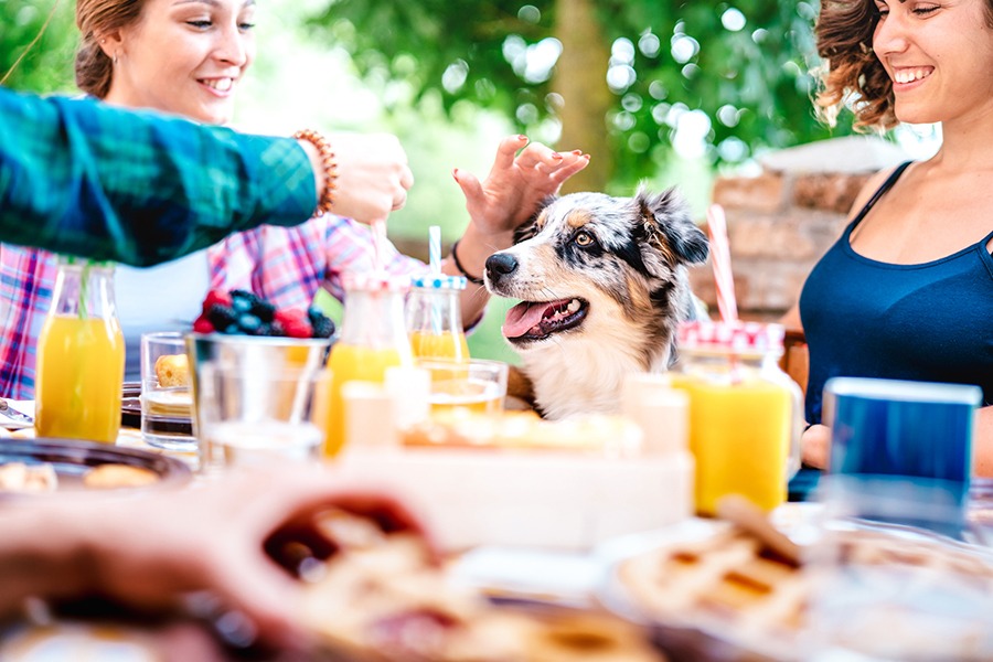 A dog sits on a chair at an outdoor dining table with smiling people