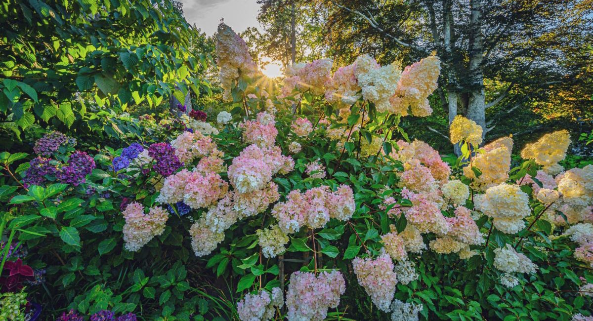 How to Make the Most of Cape Cod’s Hydrangea Season