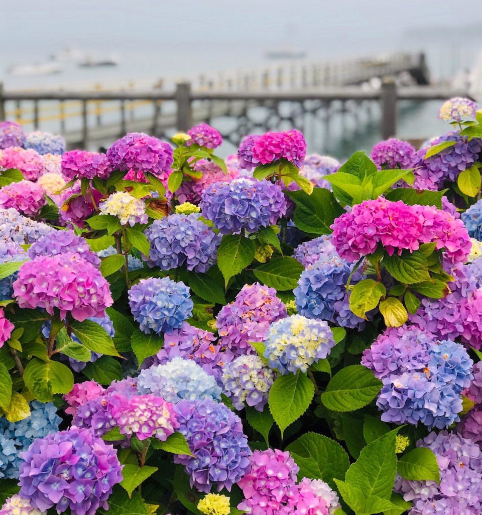 Tips for Drying Blue Hydrangea Flowers - Hyannis Country Garden