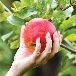 McIntosh Babies (Cortland, Empire, and Macoun) - New England Apples