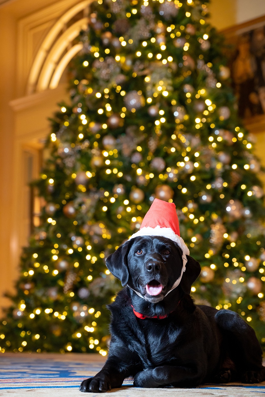A black lab wearing a santa hat sits in a hotel lobby in front of a giant Christmas tree.