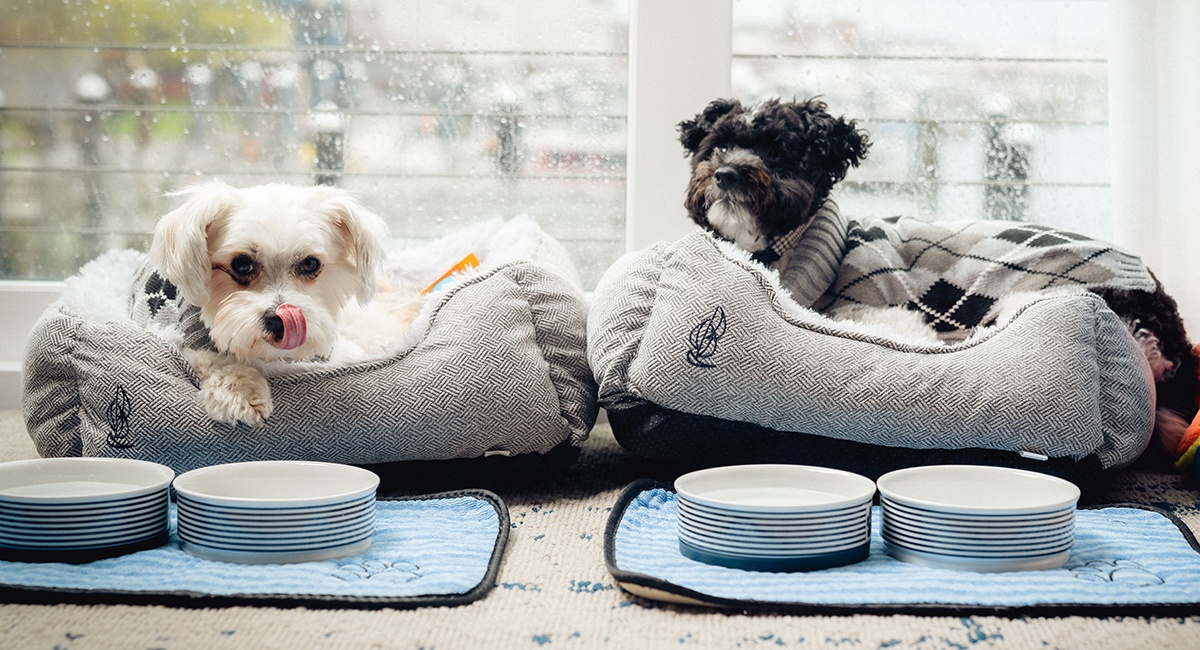 Here Are Six Dog-Friendly Hotels in New England