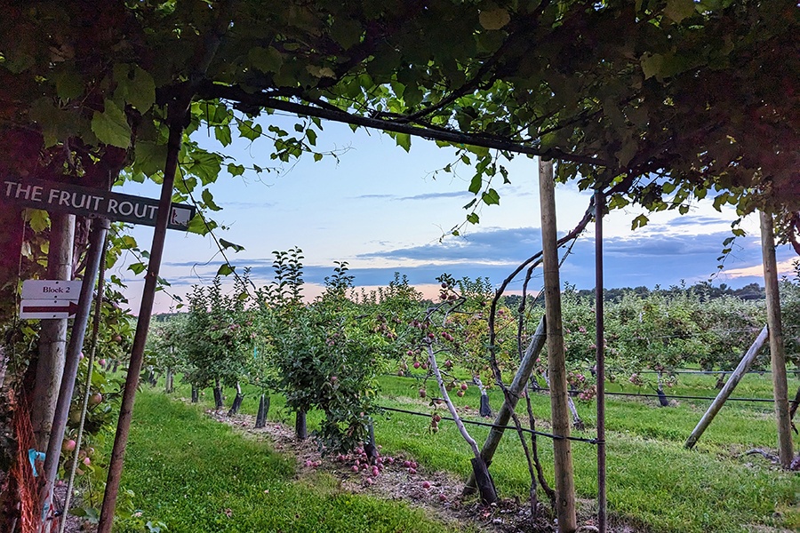 An apple orchard at dusk, photographed from a path under grape vines.